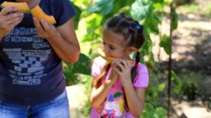 Дыня сорта ЭмирF1 и дыня Карамель.Дыни в открытом грунте. Melons