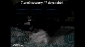 Развитие кролика по дням. 7 дней кролику Ютубик/7 days rabbit Youtubik