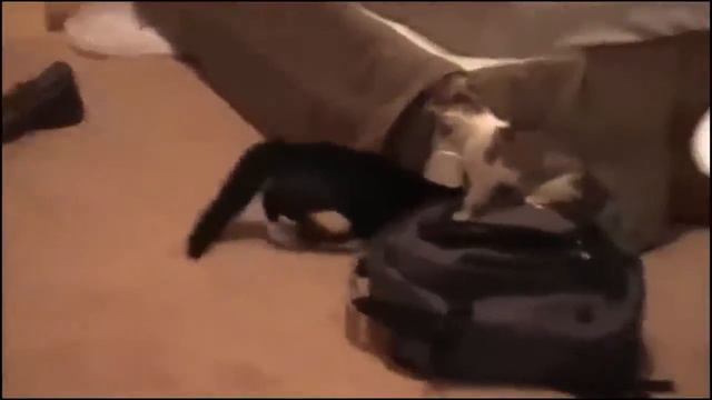 Cutest Cat in the world 2015 [part 2] | Funny cat | смотреть онлайн