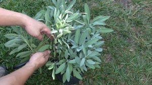 Transplanting Blood Banana & Propagating Variegated Sage