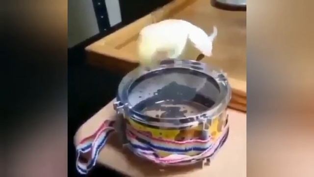 CUTE COCKATIEL #2 | PEEKABOO | МИЛЫЕ И ВЕСЁЛЫЕ КОРЕЛЛЫ 2 ЧАСТЬ смотреть онлайн