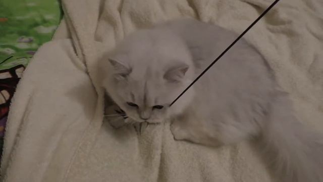 Кот поймал птицу - Мишка хищник смотреть онлайн