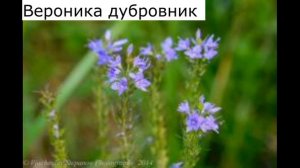 Растения Курганской Области