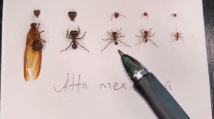 Удивительные муравьи-листорезы