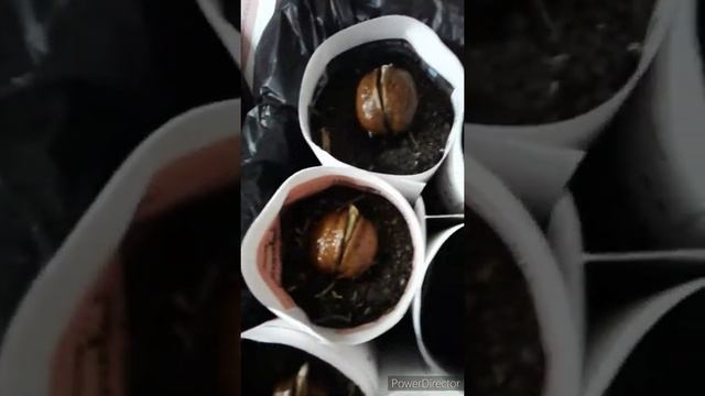 Посадка грецкого ореха на рассаду