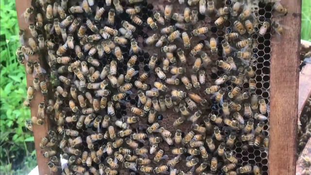 मौरीको रानी चिन्ने सजिलो तरिका. Bee Queen. Bee Keeping in Nepal. смотреть онлайн
