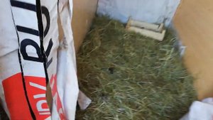 Подсадка перепелов