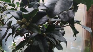 ОСЕННИЙ ОБЗОР моей КОЛЛЕКЦИИ КОМНАТНЫХ РАСТЕНИЙ .  МОИ ЦВЕТЫ  Октябрь 2023