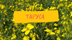 Таруса. Калужская область.