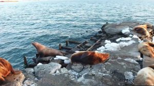 Россия, Камчатка, Петропавловск-Камчатский, Сивучи, Морские котики