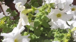 How to get heavy flowering in petunia # petunia care tips and tricks