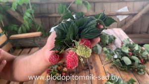 Малина сорт МАРОСЕЙКА. Крупноплодный летний сорт малины.