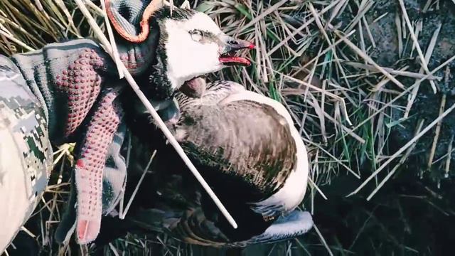 *** Гусинная охота 2019 *** смотреть онлайн