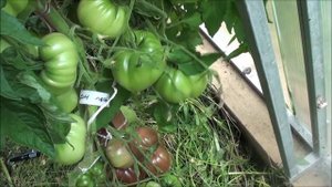 Томат сорт Лонхорн