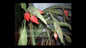 Уход за растениями, цветущие кактусы, эпифиллум