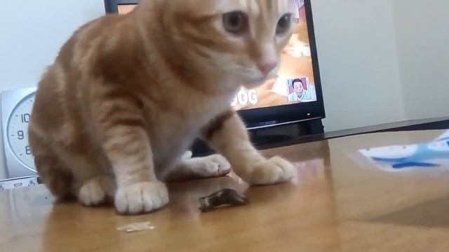 Кошка отчаянно ест рыбу ♥ Я голодаю♥кот Котик Кошечка кошки милый смешной смотреть онлайн