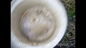 ? ВЫРАЩИВАНИЕ/ СУПЕР ПУЧКОВЫХ ОГУРЦОВ УРАЛЬСКИЙ ДАЧНИК РМТ F1 МЭЛС F1//БУКЕТНЫЙ СОРТ ОГУРЦОВ ОТЗЫВЫ