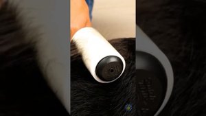 О НЕЕЕТ! ? Спасительные ЛАЙФХАКИ И ГАДЖЕТЫ для питомцев