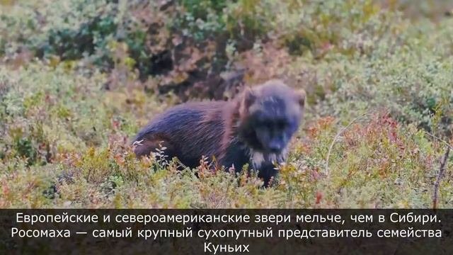 Росомаха - самый опасный хищник на планете, где обитает, как выглядит. Интересные факты о Росомахе