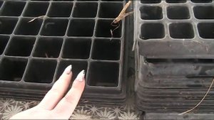 Доступный бизнес на рассаде капусты! Теория часть №1 // Секреты хороших урожаев.