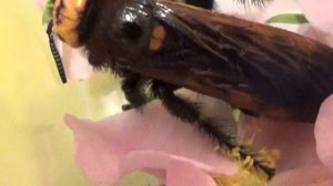 Who is Mammoth Wasp Megascolia? How Is Wasp Walking & Flying? Life Story. Kyiv, Ukraine. 07.06.2022