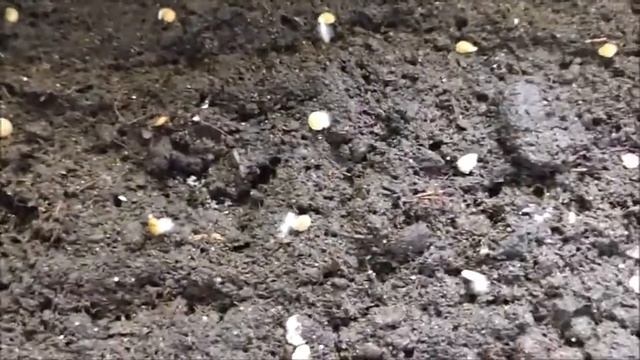 ТОМАТЫ. ПРОВЕРЯЮ ВСХОЖЕСТЬ СЕМЯН.СТАРЫЙ СПОСОБ. смотреть онлайн