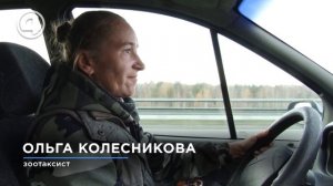 Хвостатые пассажиры: женщина работает в зоотакси