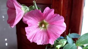 Золотой Ус в Продлении Жизни Срезанных Цветов.