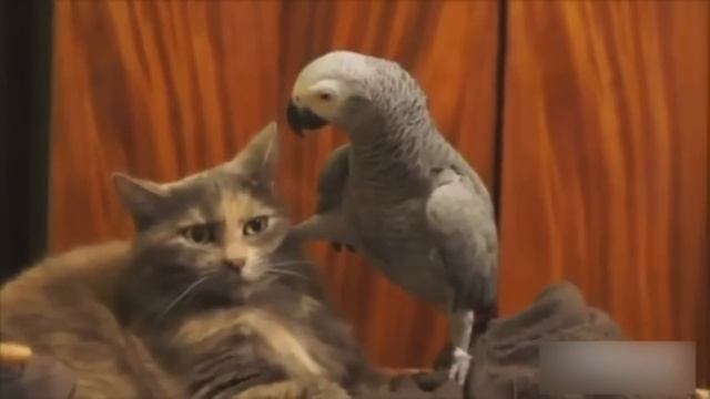 Приколы с котами! Смешные коты с ОЗВУЧКОЙ! Cмешные животные 2022– Доми шоу смотреть онлайн