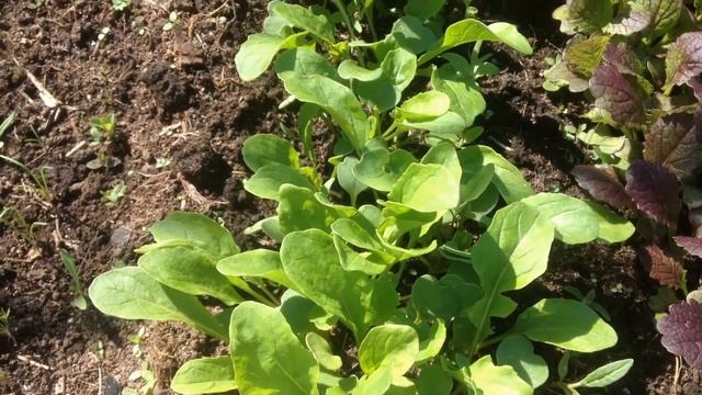 Направляющие для шланга из Фикс Прайса. Последствия урагана и дачные зарисовки. смотреть онлайн