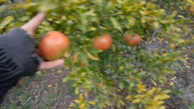 Гранат сорт Гюлоша.Мариуполь 18 октября 2019г. смотреть онлайн