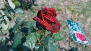 PAPA MEILLAND ROSE plant by MEILLAND 1963 France