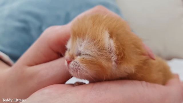How is our tiny kitten doing with artificial feeding?| 8 days old смотреть онлайн