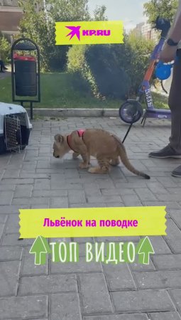 Львёнок на поводке