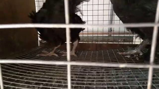 Продаем. Петухи мараны черно-медные. Французская линия смотреть онлайн