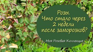 Розы. Последствия заморозков. Моя розовая коллекция | Vlog Дача как есть. Хроника 20.05.2023