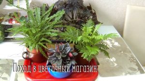 Новые комнатные цветы. Обзор.