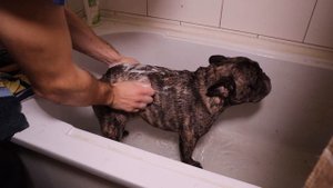 Французского бульдога НЕЛЬЗЯ купать в ванной
