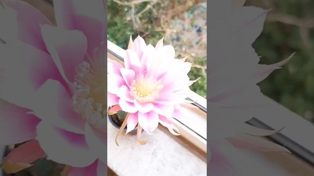 echinopsis subdenudata flower