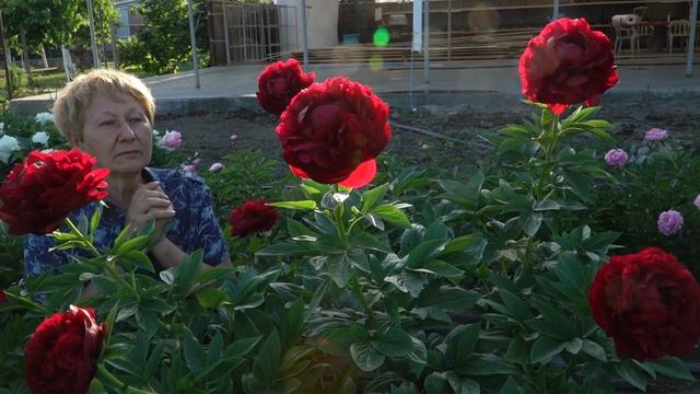 Пион Henry Bockstoce. Май 2018 смотреть онлайн