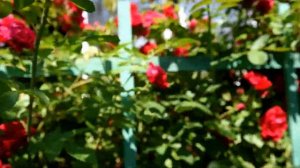 Как правильно ухаживать за плетистой розой Опора, обрезка, личные секреты