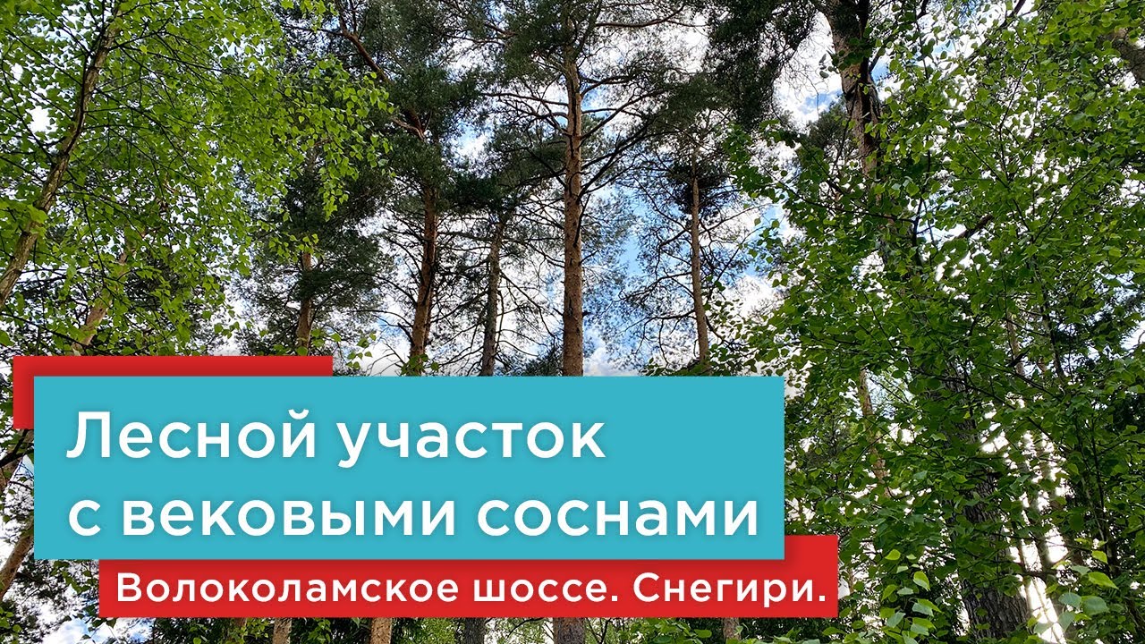 Лесной участок с вековыми соснами в Снегирях на Волоколамском шоссе. Престижный коттеджный поселок.