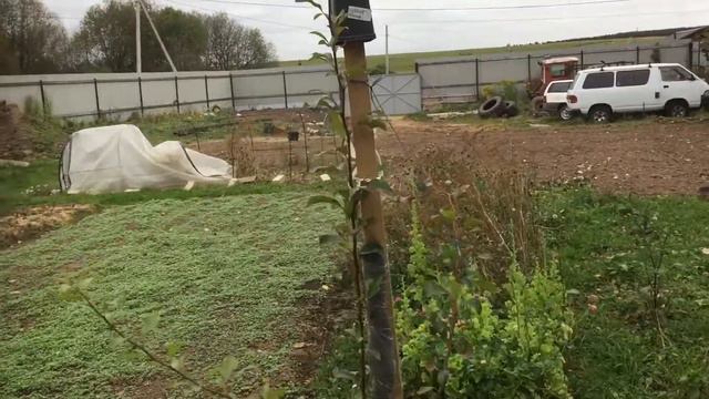 Название трёх сортов груш посаженых в Струнино