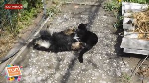 Удушающий от кота,болевой