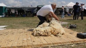 Мастер класс по стрижке овец на Белагро 2019