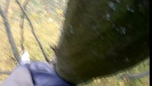 Лаз на дерево видео.Как залезть на дерево?
