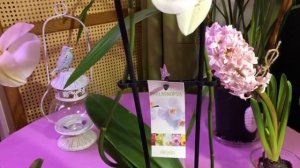 ОРХИДЕЯ СИНГОЛО  SINGOLO !!! ГИГАНТСКИЙ РАЗМЕР ЦВЕТКА! МОИ ВЕЛИКОЛЕПНЫЕ НОВИНКИ!