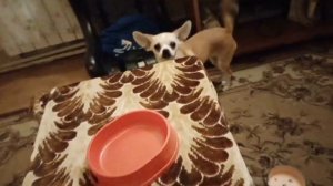 Как ухаживать за чихуахуа