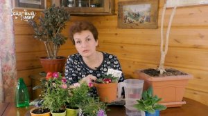 Толстянка после обрезки,о которой все спрашивают. Живительный нектар для погибающих цветов