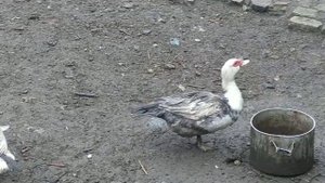 Утка машет хвостом